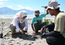 PT IMIP Libatkan Generasi Muda Tanam Mangrove di Teluk Palu